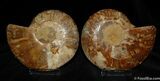 Brilliant Agatized Sliced and Polished Ammonite (Pair) #384-2